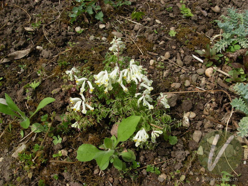 Blassgelber Lerchensporn: Blüten, Gesamtbild