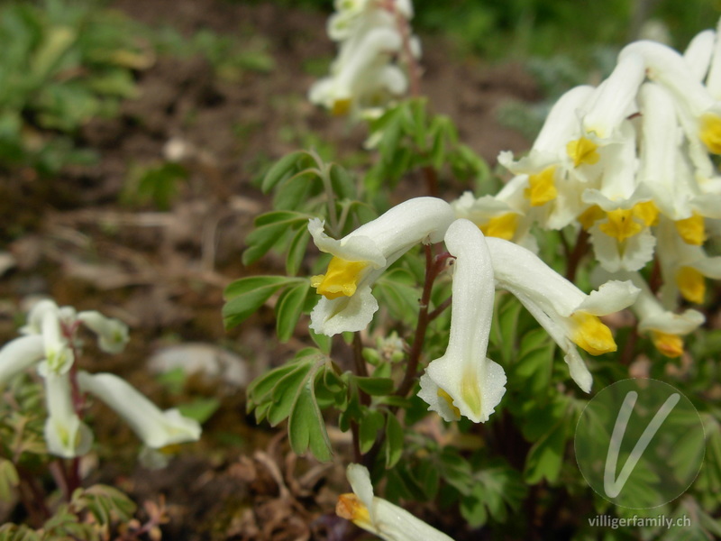 Blassgelber Lerchensporn: Blüten