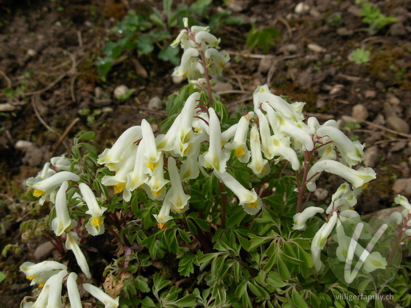 Blassgelber Lerchensporn: Blüten