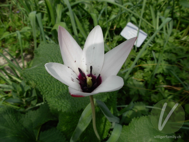 Damen-Tulpe: Blüten
