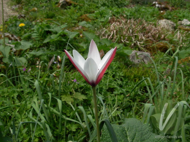 Damen-Tulpe: Blüten