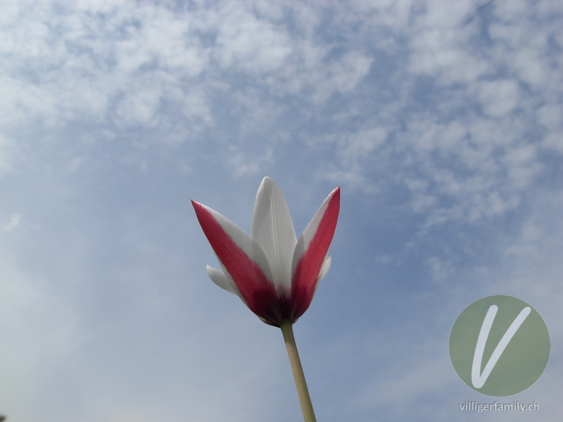 Damen-Tulpe: Blüten