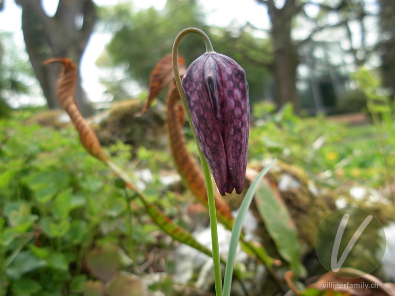 Perlhuhn-Schachblume: Blüten