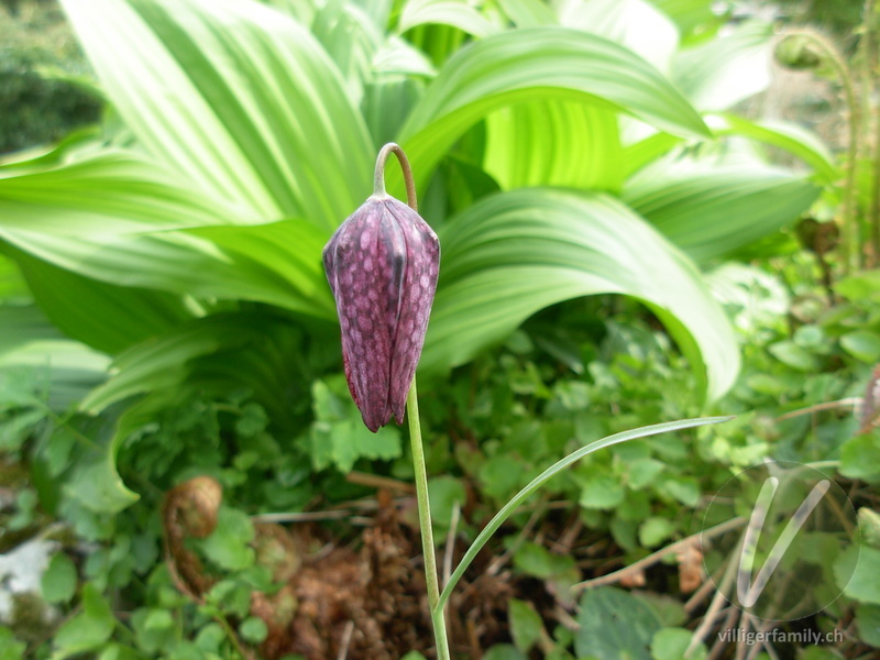 Perlhuhn-Schachblume: Blüten