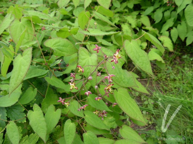 Alpen-Sockenblume: Blüten, Gesamtbild