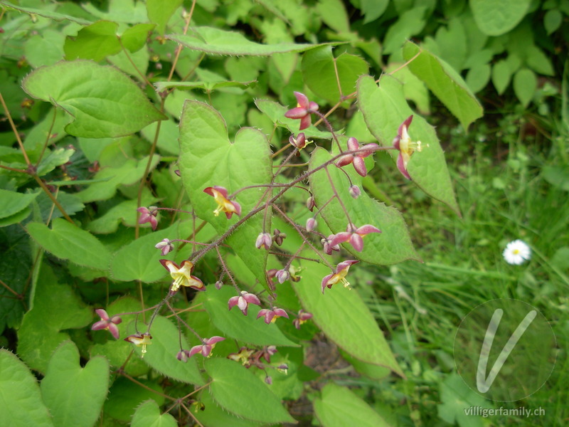 Alpen-Sockenblume: Blüten