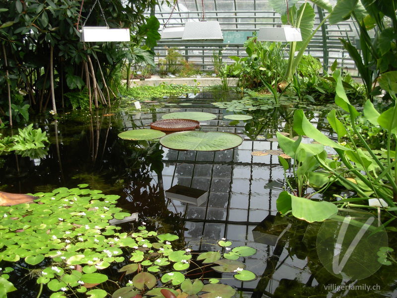 Amazonas-Riesenseerose: Blätter, Gesamtbild