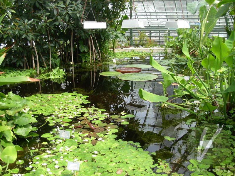 Amazonas-Riesenseerose: Gesamtbild