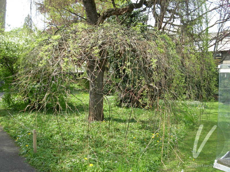 Japanischer Schnurbaum: Gesamtbild