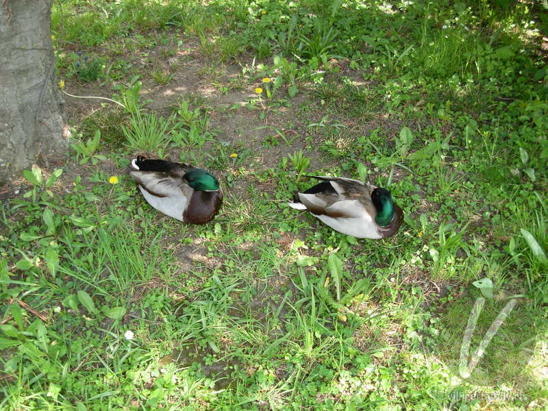 Stockente: 