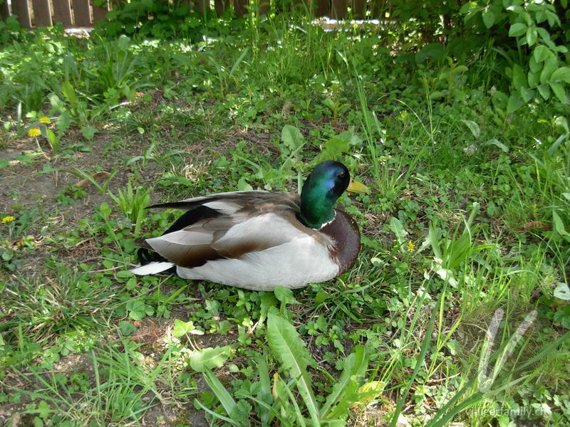 Stockente: 