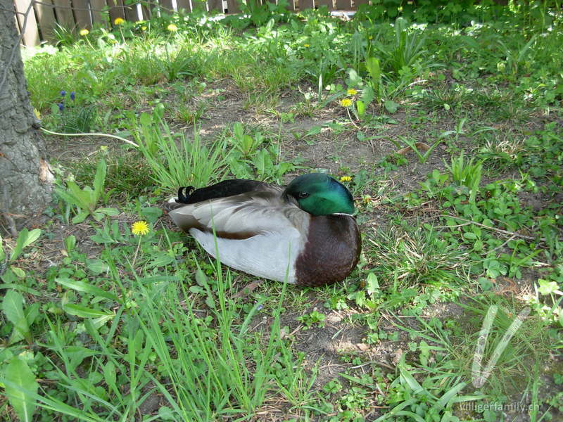 Stockente: 