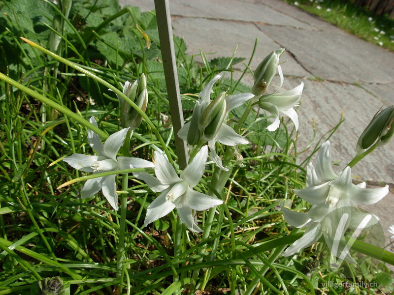 Doldiger Milchstern: Blüten