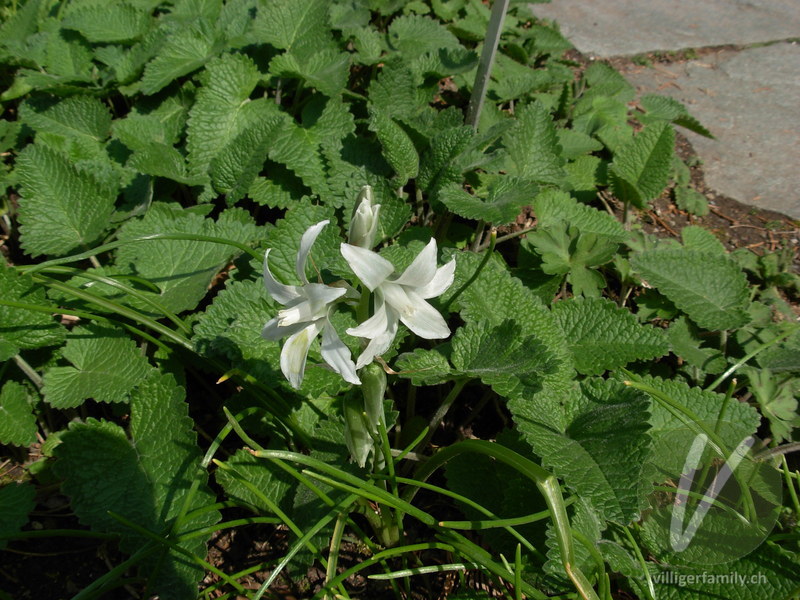 Doldiger Milchstern: Blüten, Gesamtbild