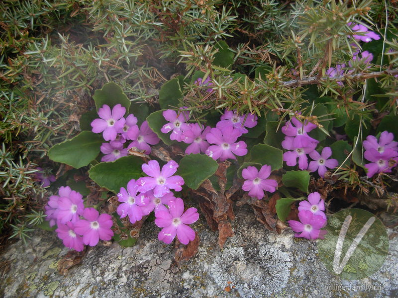 Rote Felsen-Primel: Blüten, Gesamtbild