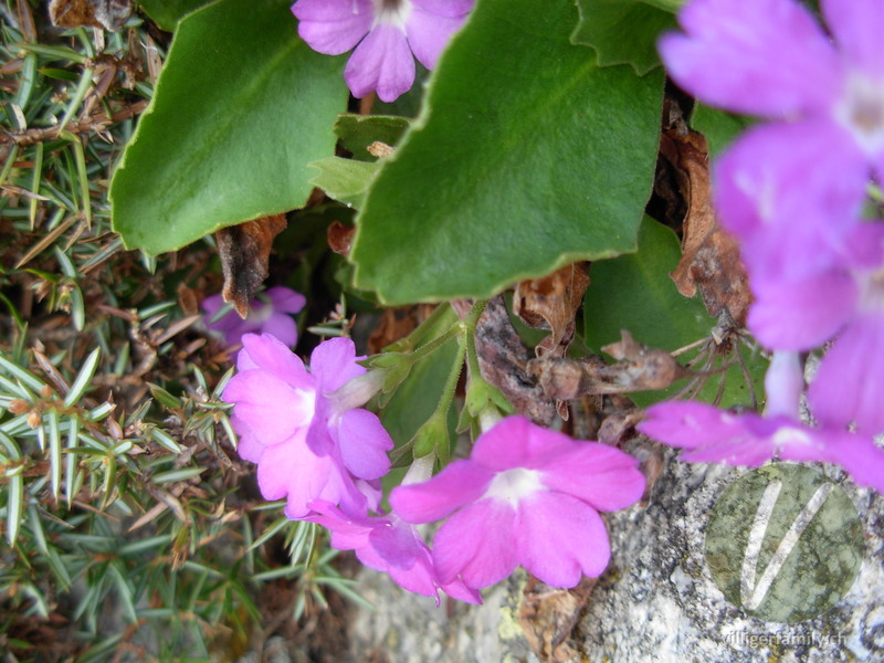 Rote Felsen-Primel: Blüten, Blätter