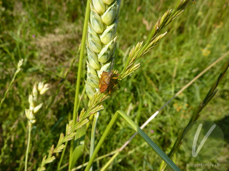 Purpur-Fruchtwanze: 