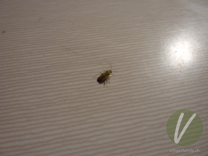 Weichwanze (Megalocoleus molliculus): 