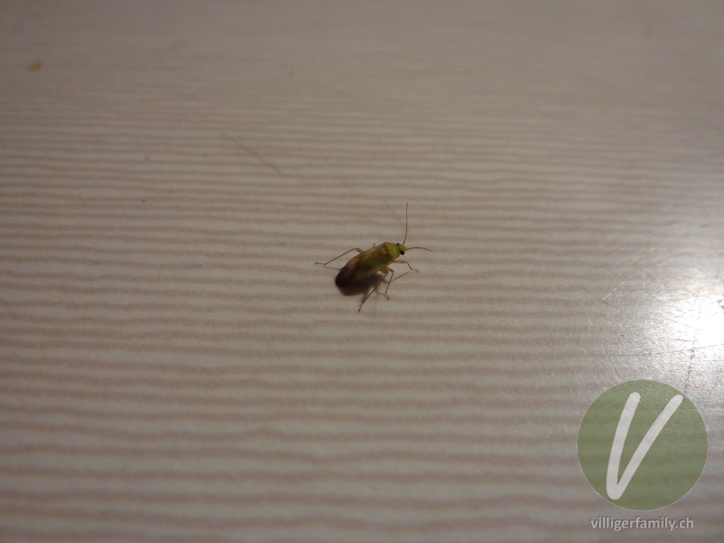 Weichwanze (Megalocoleus molliculus): 