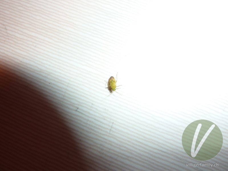 Weichwanze (Megalocoleus molliculus): 