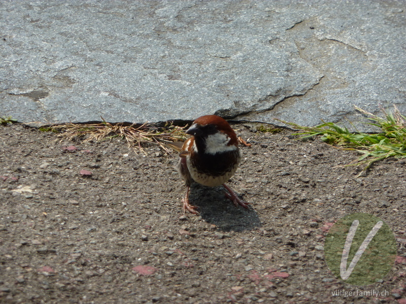 Italiensperling: 