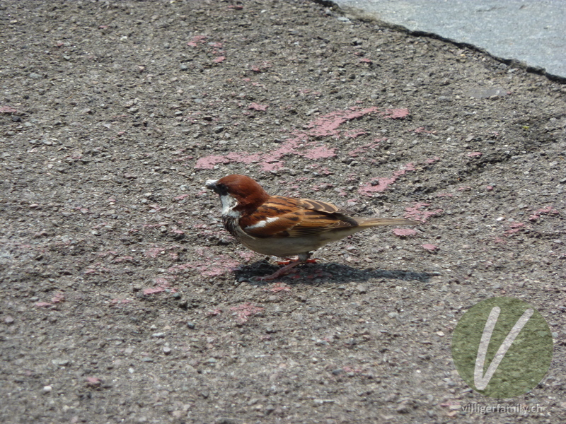 Italiensperling: 