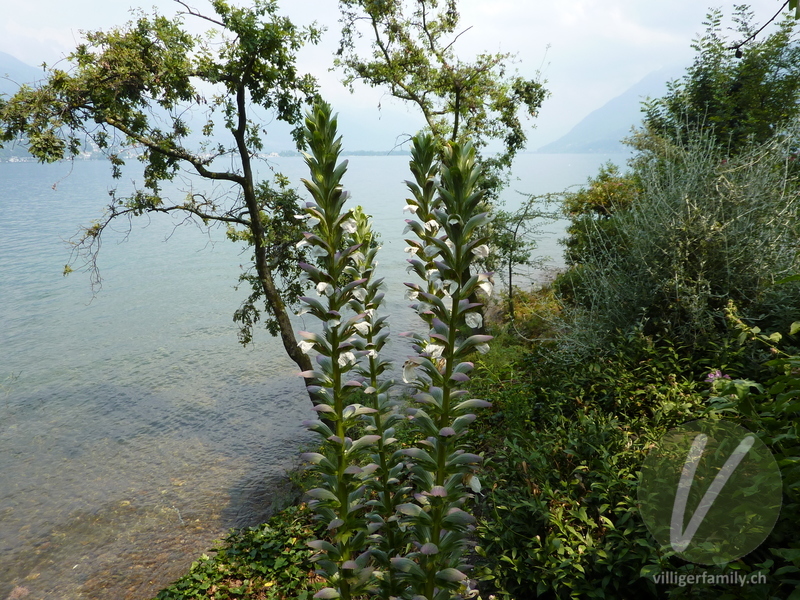 Balkan-Bärenklau: Blüten, Gesamtbild