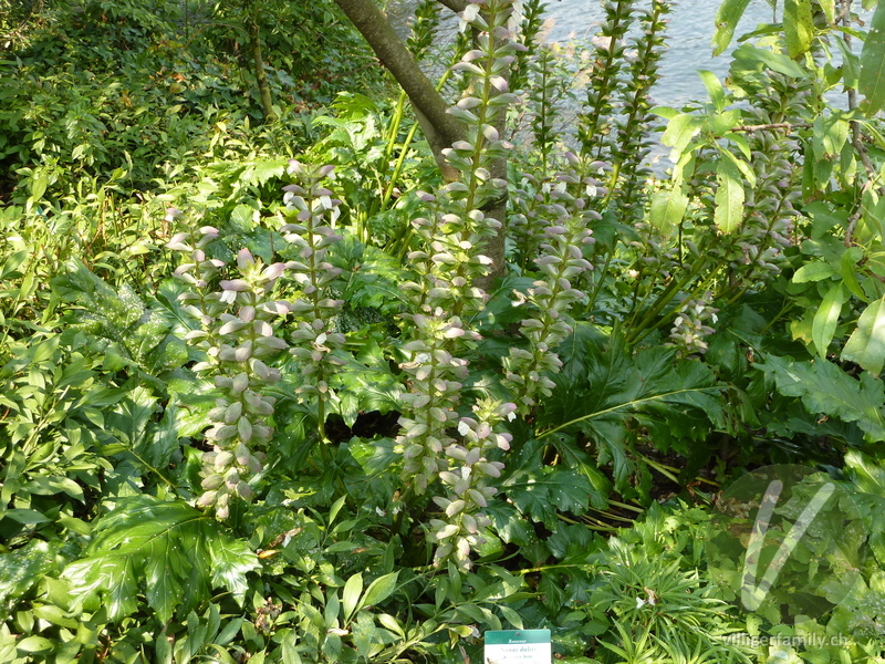 Balkan-Bärenklau: Gesamtbild, Blüten