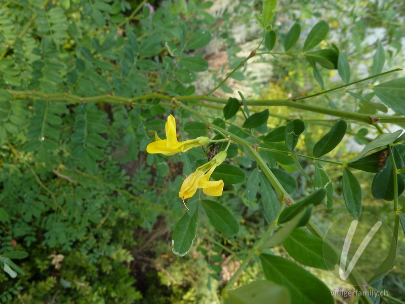 Strauchwicke: Blüten