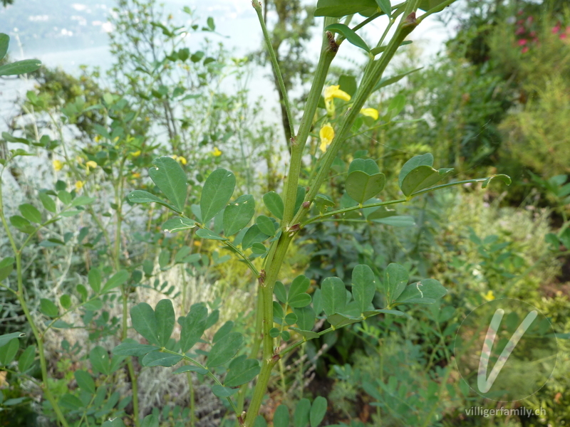 Strauchwicke: Stengel