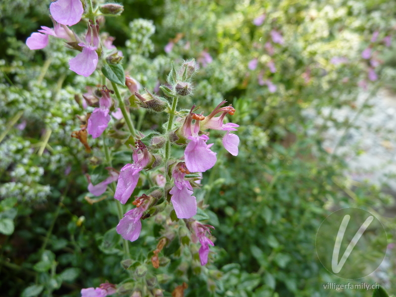 Edel-Gamander: Blüten