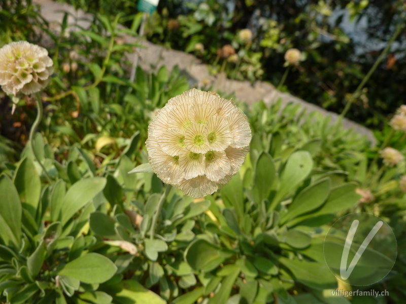 Kretische Skabiose: Blüten