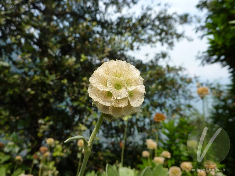 Kretische Skabiose: Blüten