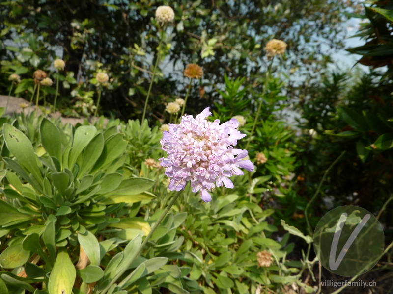 Kretische Skabiose: Blüten