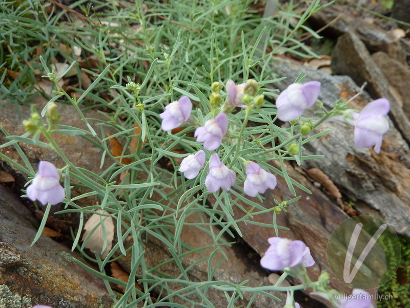 Leinkraut (Linaria capraria): Blüten