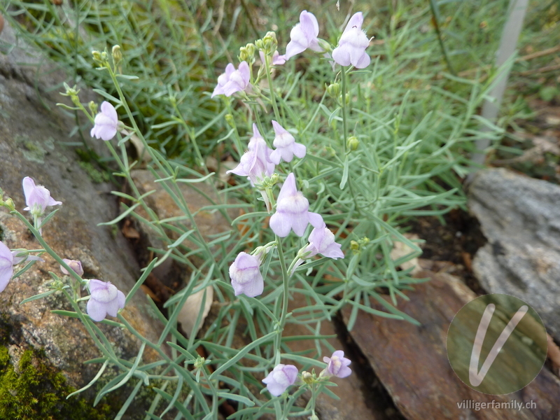 Leinkraut (Linaria capraria): Blüten