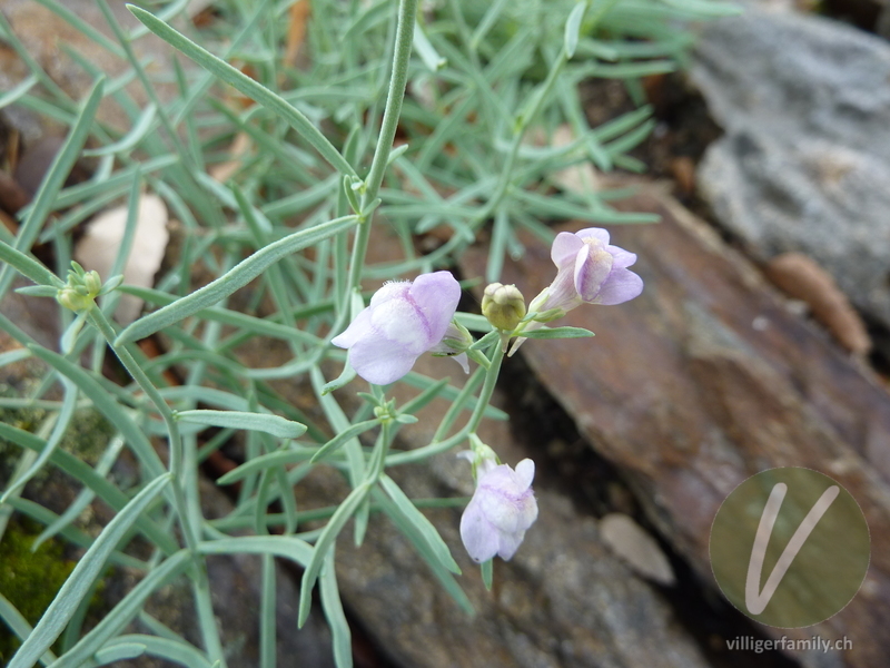 Leinkraut (Linaria capraria): Blüten