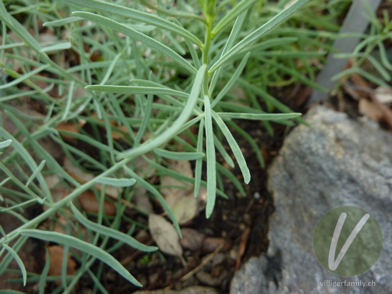 Leinkraut (Linaria capraria): Blätter