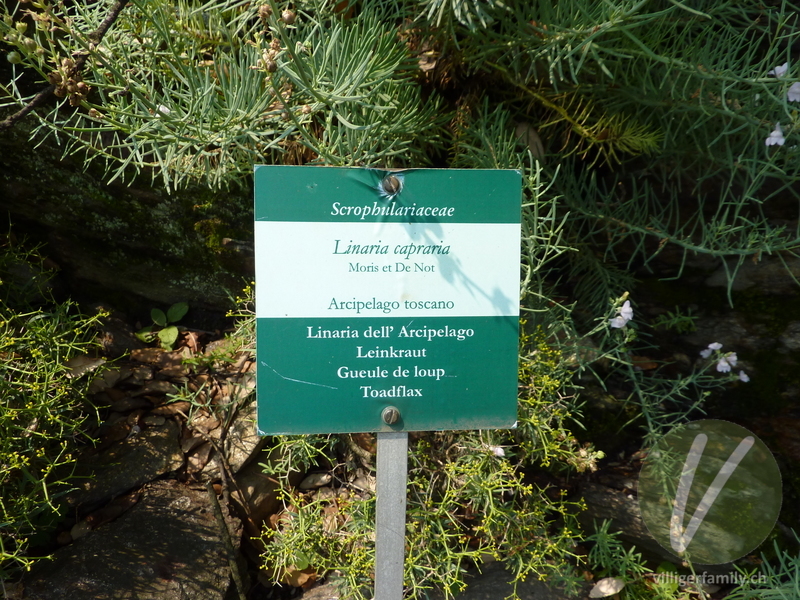 Leinkraut (Linaria capraria): Namensschild