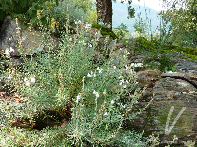 Leinkraut (Linaria capraria): Gesamtbild
