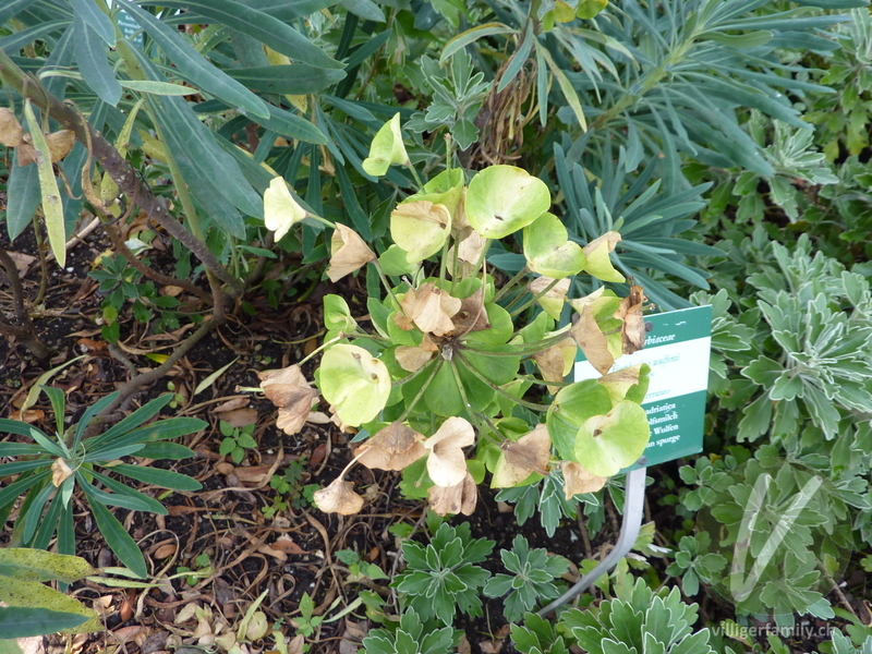 Wulfens Wolfsmilch: Blüten