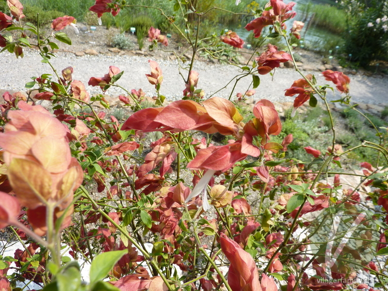 Zimmerhopfen: Blätter, Blüten