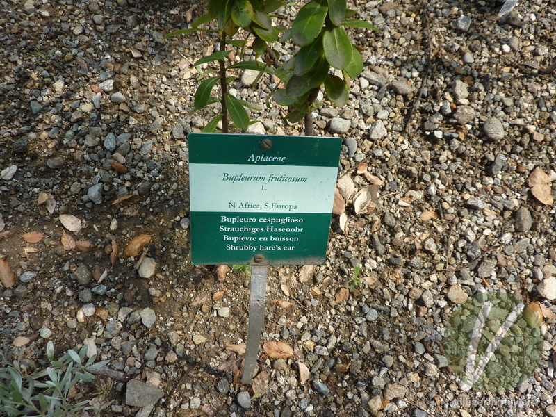 Strauchiges Hasenohr: Namensschild