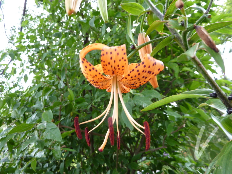 Tiger-Lilie: Blüten