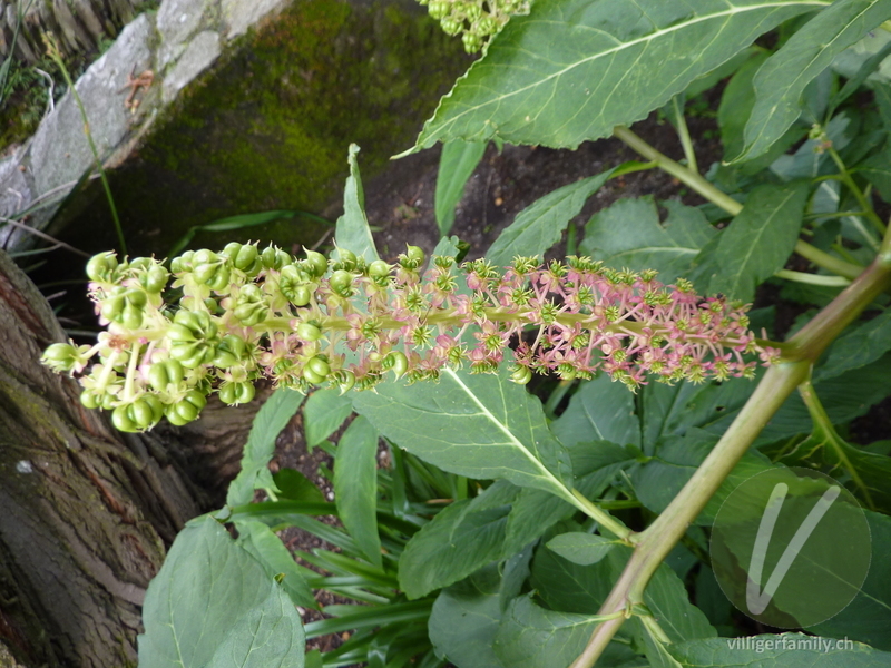 Essbare Kermesbeere: Blüten, Früchte