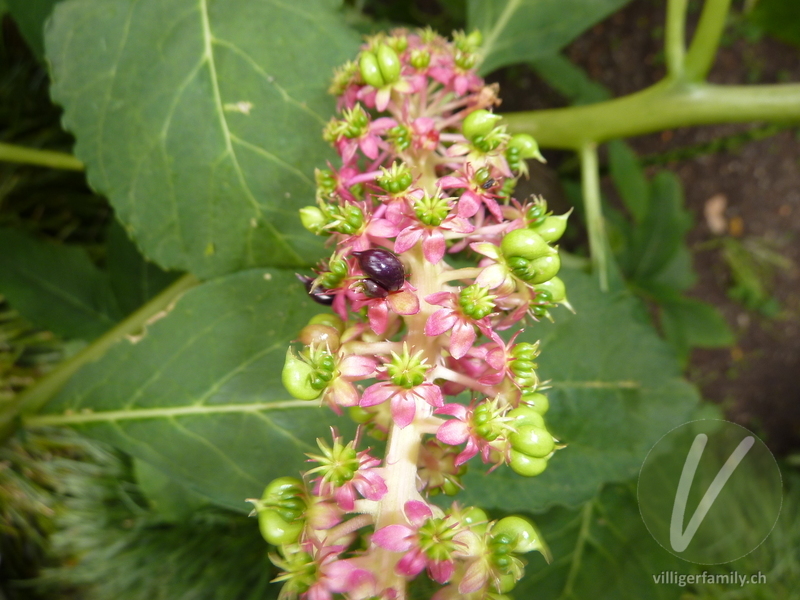 Essbare Kermesbeere: Blüten, Früchte