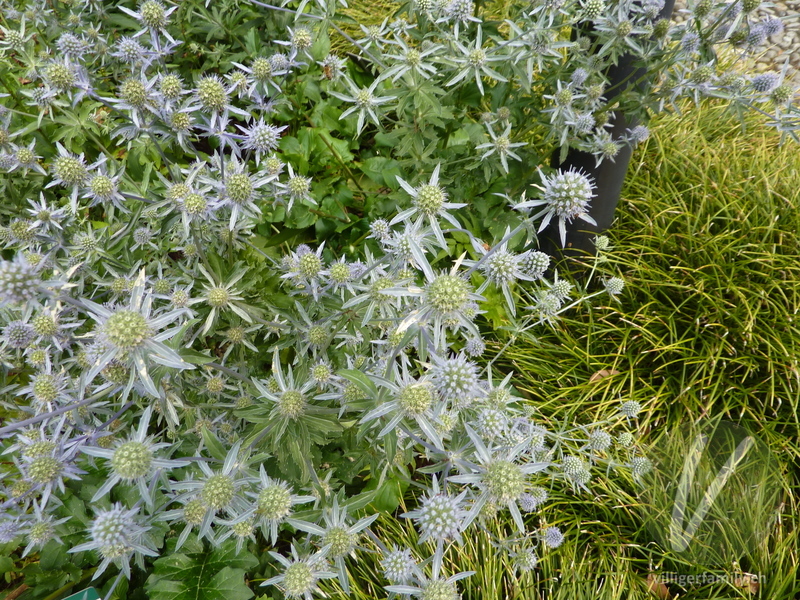Flachblättriger Mannstreu: Blüten, Gesamtbild