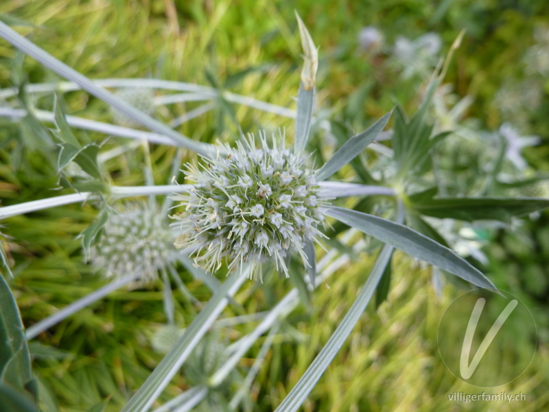 Flachblättriger Mannstreu: Blüten