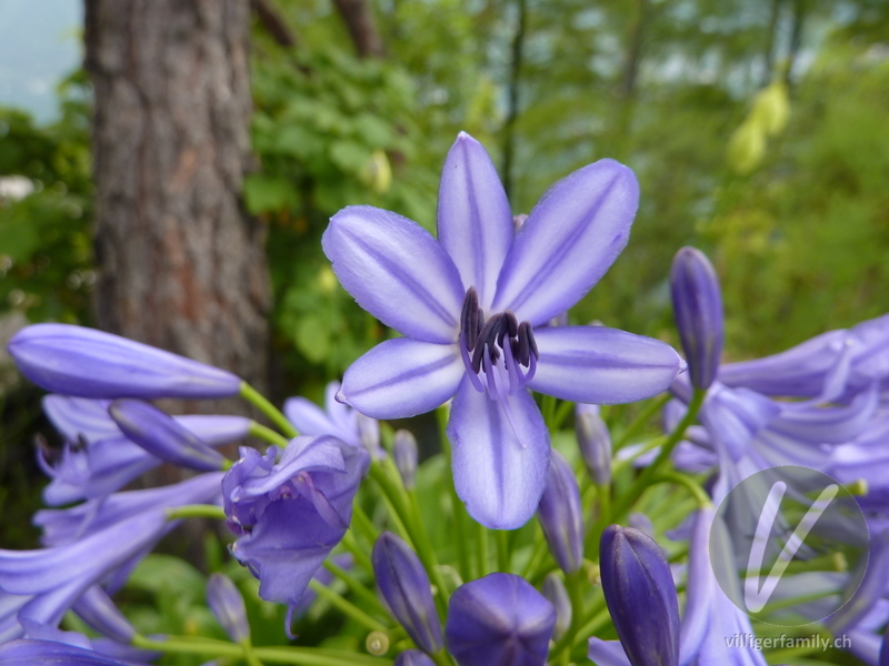 Afrikanische Schmucklilie: Blüten