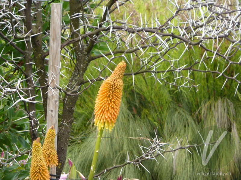 Fackellilie: Blüten